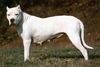 Nueva De los felinos blancos