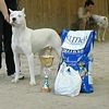 CH. Sheerka seilma De los felinos blancos