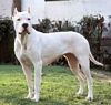 CH. Pantera De los felinos blancos