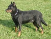 TN_chiens-Berger-de-Beauce-16042dac-1d42-80f4-4577-00cbde004a7a.jpg