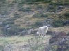 Orens De la vall�e du rioumajou