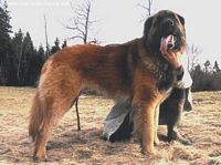 Murphy Du nant de sally