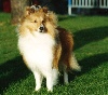 CH. Shetling little king Des mille eclats des tournesol