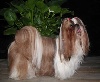 Chanelle de la perle tibetaine