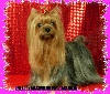 Une lady marlene du Puy Dor�