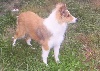Benji la malice Des mille eclats des tournesol
