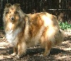 Tzara blonde des stuarts de boisbelle
