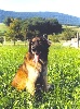 I'marouska kh�dive du Bouc D'Or