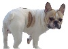 Un gus De tatsienlou