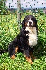 TN_chiens-Bouvier-bernois-1fb13c43-ce6f-db54-01dc-e1ea82e6e37b.jpg