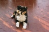 Benji black Des mille eclats des tournesol