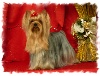 Une princesse du Puy Dor�