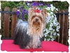 V�nicia du Puy Dor�