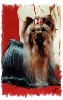 CH. Melody princess du Puy Dor�