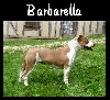 Barbarella of desmobull's