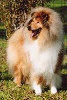 Texas blond des stuarts de boisbelle