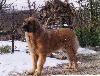 Ga�tane gaudeamus du Bouc D'Or