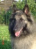s.r. VASCO  des loups de la for�t sacr�e