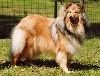 Antaress gold des stuarts de boisbelle