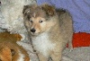 Bambou blond Des mille eclats des tournesol