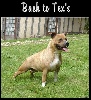 Pititon's Back to tex's