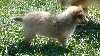 Clovis little king Des mille eclats des tournesol