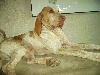 Danta van de chanel bedue