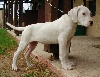 Cabeza (dite bess) De los felinos blancos