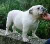 Big bubble bull of Burly bulky bulls
