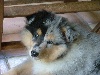Chalimar's lady blue des stuarts de boisbelle
