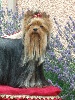 Bogart du Puy Dor�