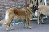 Bo-beau brechje roo�bos du Bouc D'Or