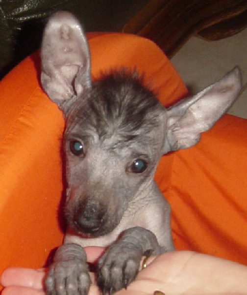 Copyright et licence de l'image: Chien au nu 