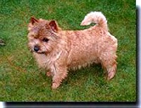 CH. windermer's Panja
