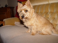 CH. windermer's Gino