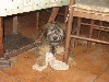 CH. Dragonela a dream of Bear'd