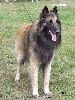 s.r. UNTIL des loups de la for�t sacr�e