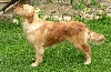 Vanity fair sable de Hareswith