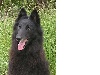 Sheitan Black des loups de la for�t sacr�e