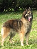 S.r. UXANE des loups de la for�t sacr�e
