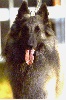 CALYPSO des loups de la for�t sacr�e