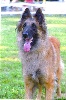S.r. VIKY DAISY des loups de la for�t sacr�e