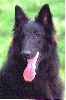 CHAPKA des loups de la for�t sacr�e