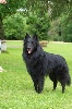 s.r. SESSNA des loups de la for�t sacr�e