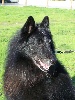 STORM dit KIWI des loups de la for�t sacr�e