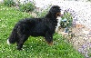 TN_chiens-Bouvier-bernois-dd609e44-19e9-3b54-e11c-551e1d146102.jpg