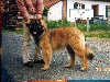 Image khedive du Bouc D'Or
