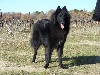 COLT des loups de la for�t sacr�e
