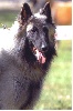 CERES des loups de la for�t sacr�e