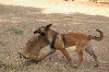Bambi Des bo julia